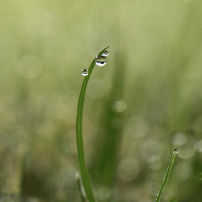Leftover raindrops on the lawn