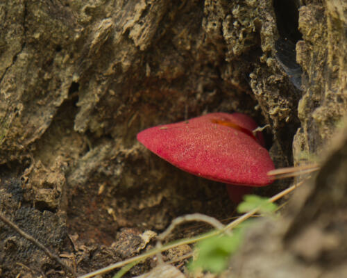 A red mushroom, a first for me