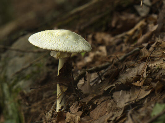 A nice white mushroom