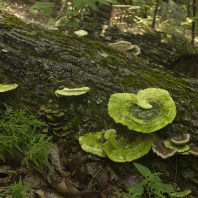 Closer view of the same fungi