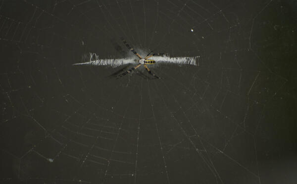 Orbweaver spider on the dining room window