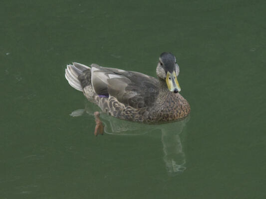 Duck at West Bank Park in August