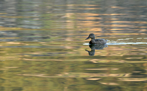 A duck swims in Lake Lanier