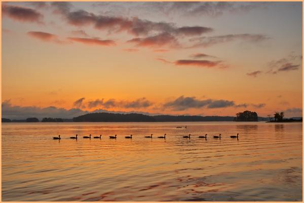 Geese at sunrise