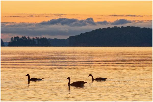 Geese at sunrise on Lake Lanier