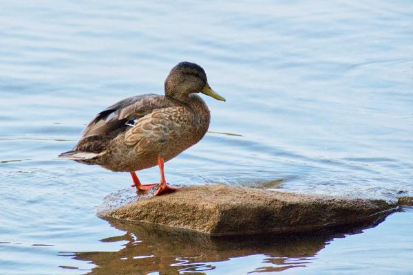 Duck at Lake Lanier