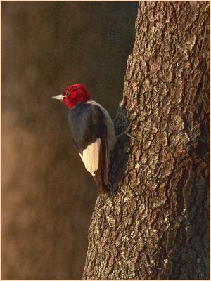 Red-headed woodpecker at West Bank Park