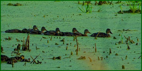 Ducks in a row