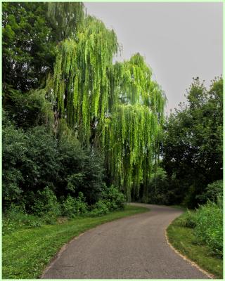 Along the trail around Lake Susan