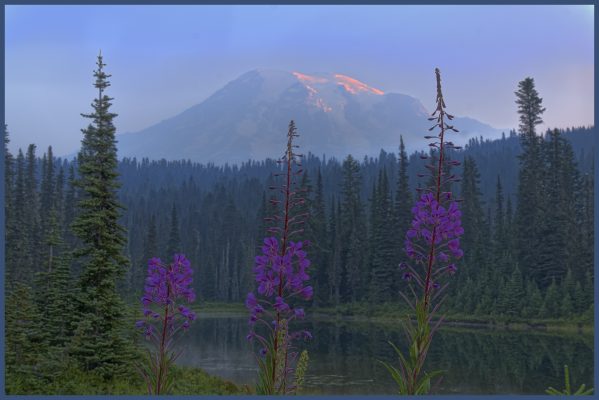 Lupine blooms at Reflections Lake near sunrise