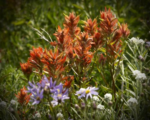 Paintbrush (formerly Inidian Paintbursh) blooms along the trail