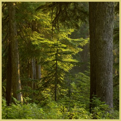 Nice light in the forest near Narata Falls in Mt Rainier National Park