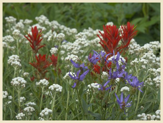 Blooms along Paradise Valley Road at the Paradise Visitor Center parking lot