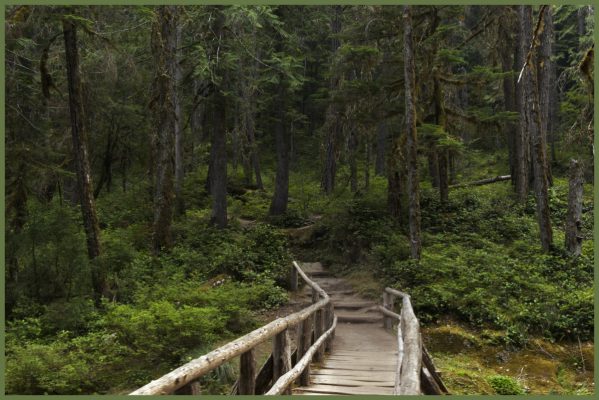 The trail into the woods below Silver Falls