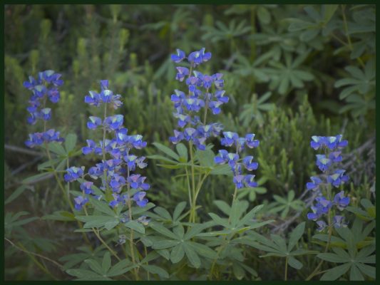 Lupine blooms along the trail near Tipsoo Lake