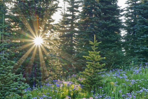 Near sunset along the Silver Forest Trail near the Sunrise Visitor Center