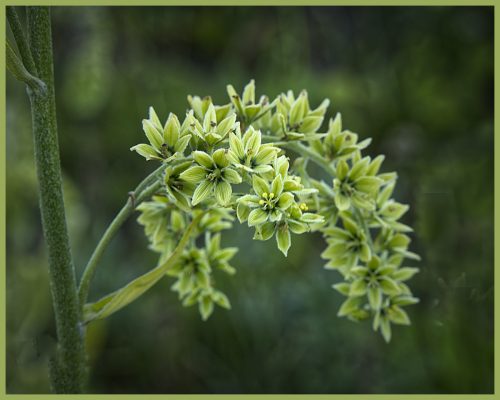 A bloom on the trail around LIttle Tipsoo Lake