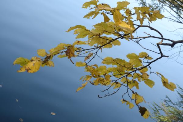 Leaves along Lake Trahlyta shore