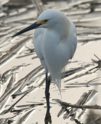 Snowy Egret