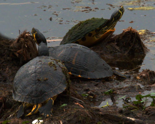 More turtles sunning