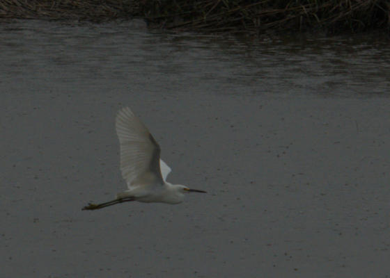 Snowy Egret