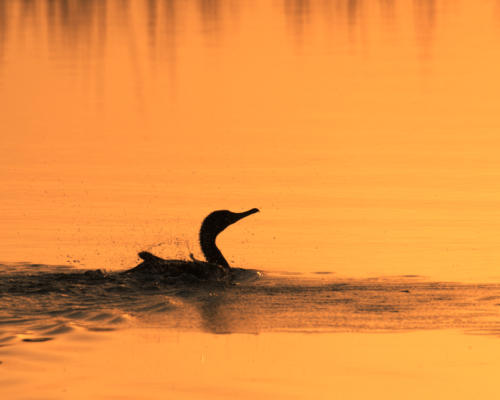 Cormorant at sunrise