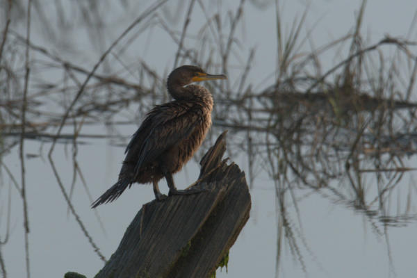 Cormorant