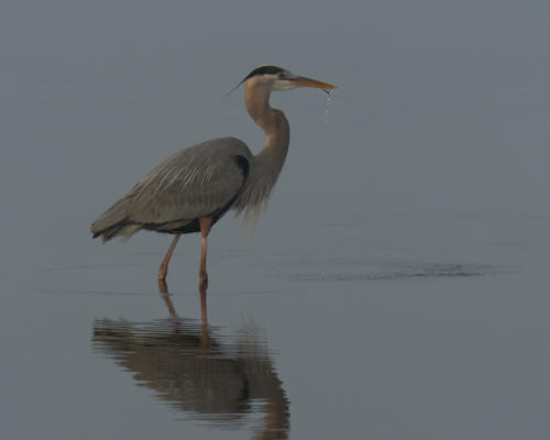 Great Blue Heron, also at Huntington Beach State Park