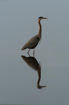 Great Blue Herron