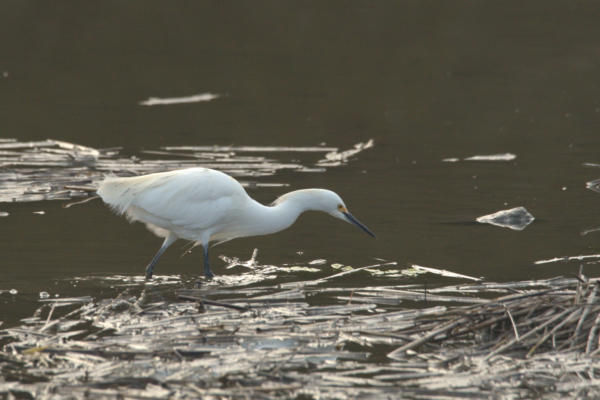 Snowy Egret