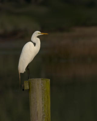 Great Egret