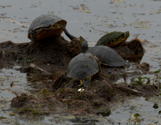 Turtles sunning