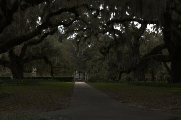 The Live Oak Allee from Diana's end