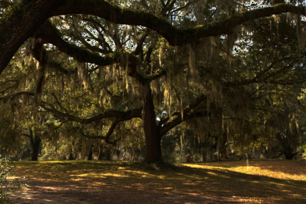 Sun through the Live Oaks.