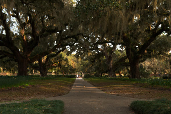 The Live Oak Allee with the sun coming through