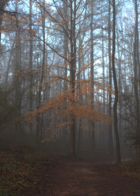 Walkin' down the trail as the fog begins to lift