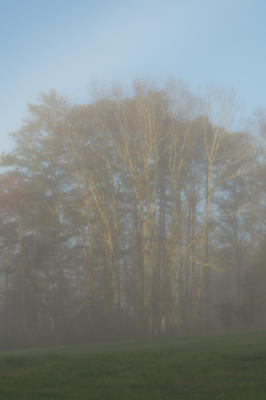 Looking up the hill as the sun begins to break through the fog