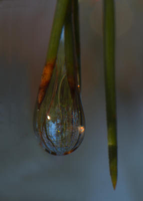 Water drop on pine needles beside the trail