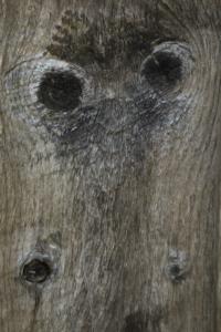 A face in the wood