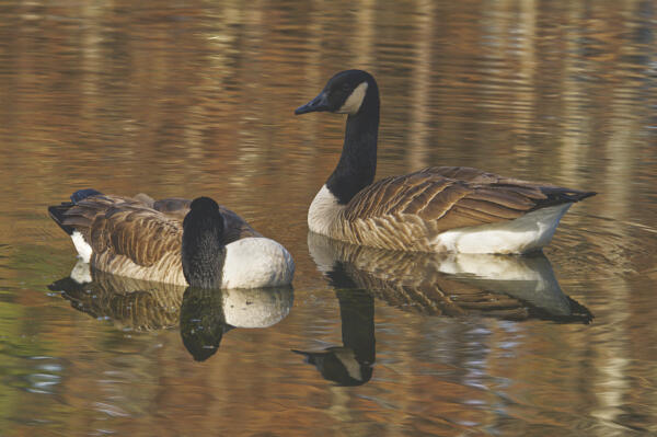 Canada Geese at Sims Lake Park