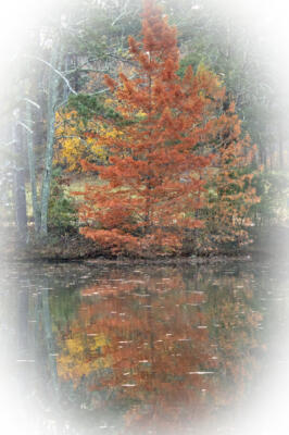 Dead tree at Sims Lake Park