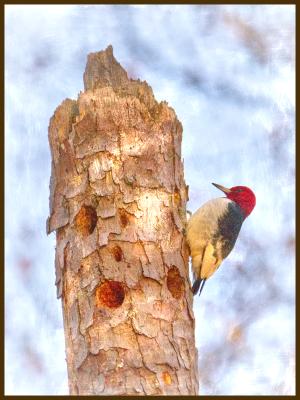Woodpecker at Lake Lanier