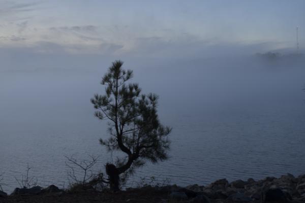 Tree in the mist near Buford Dam