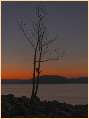 Same tree, different sky