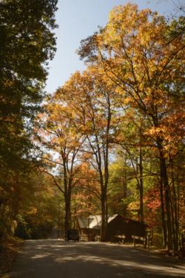 Vogel State Park cabin and color