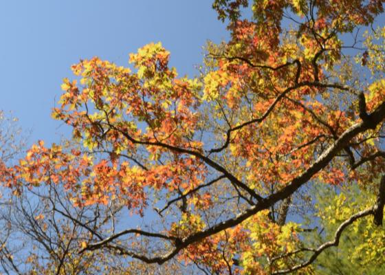 Fall color at Vogel State Park
