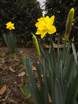 First Daffodil blooms