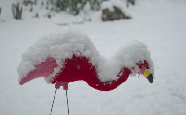 Red-coated snowy flamingo