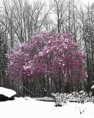 Redbud in the snow