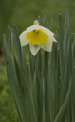 Daffodil with rain drops